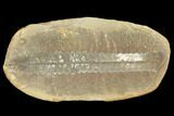Fossil Fern (Neuropteris) Pos/Neg - Mazon Creek #121186-2